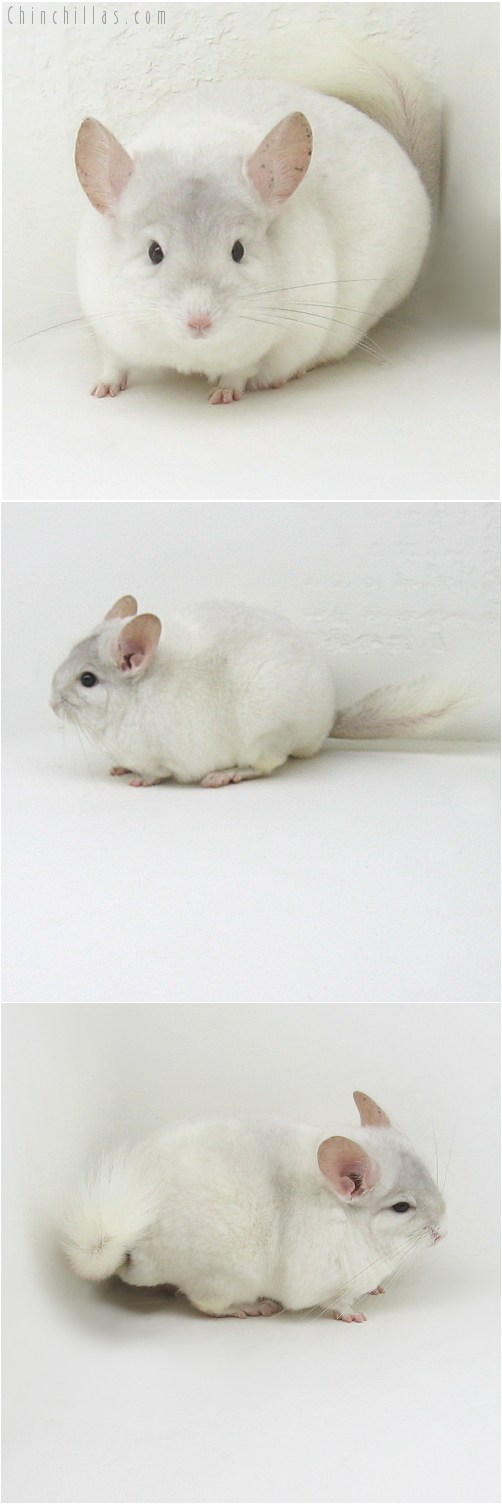 9074 Large Premium Production Quality Pink White Female Chinchilla