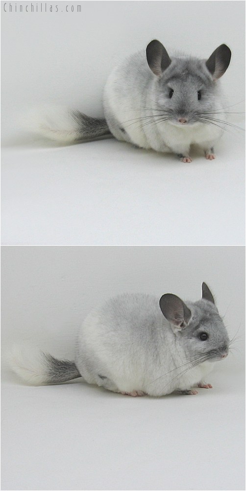 9071 Premium Production Quality TOV White Female Chinchilla