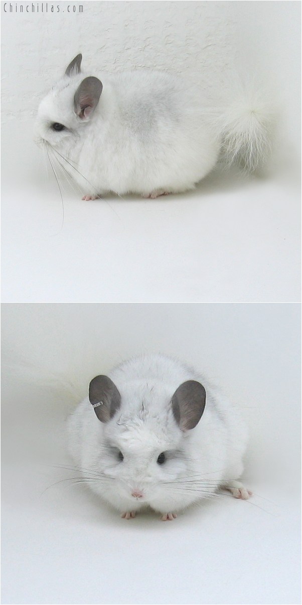 9043 Exceptional White Mosaic Royal Persian Angora Male Chinchilla