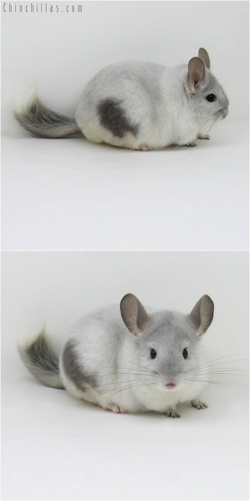 9075 Large Premium Production Quality Violet & White Mosaic Female Chinchilla