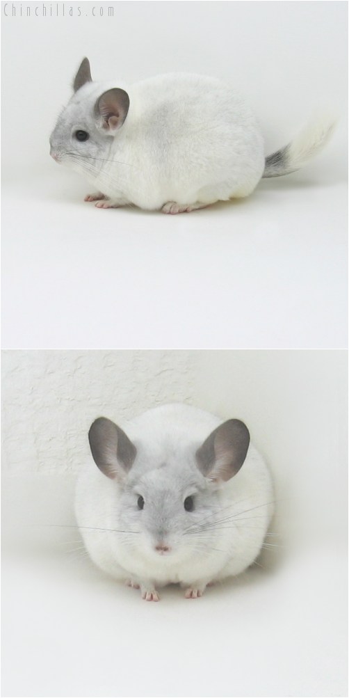 9073 Show Quality White Mosaic Female Chinchilla