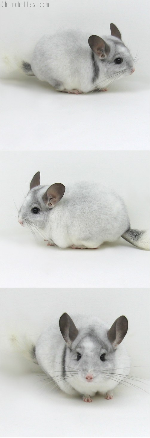 9067 Top Show Quality Sapphire & White Mosaic Male Chinchilla