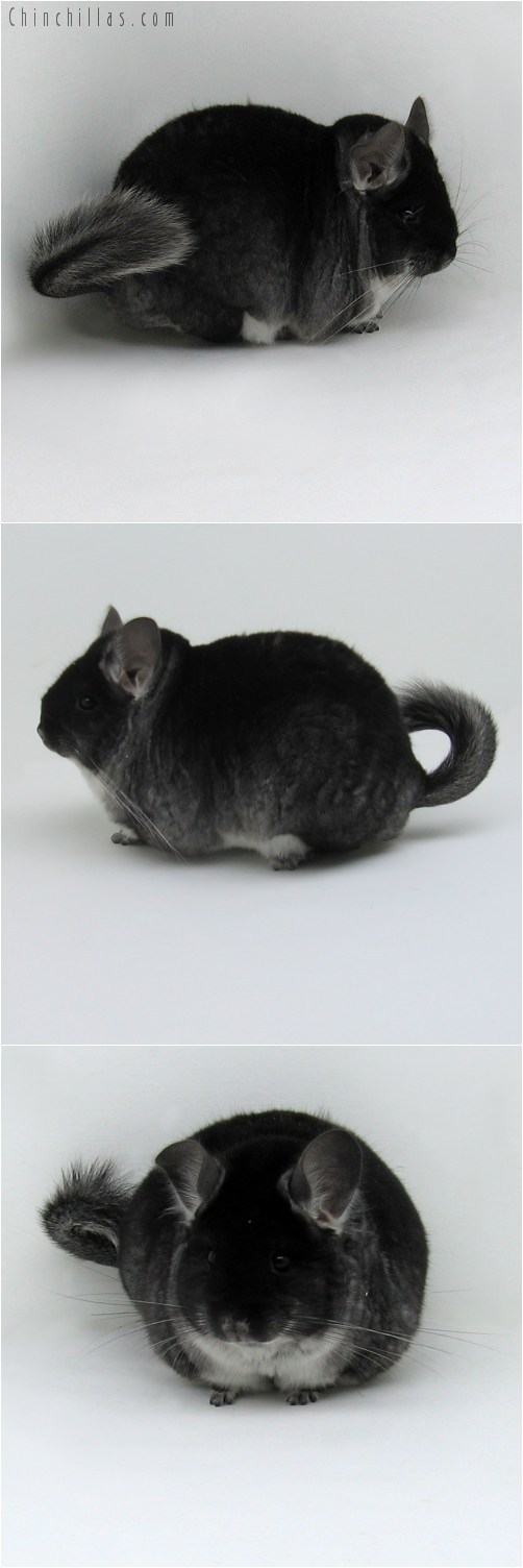 9076 Large Herd Improvement Quality Black Velvet Male Chinchilla