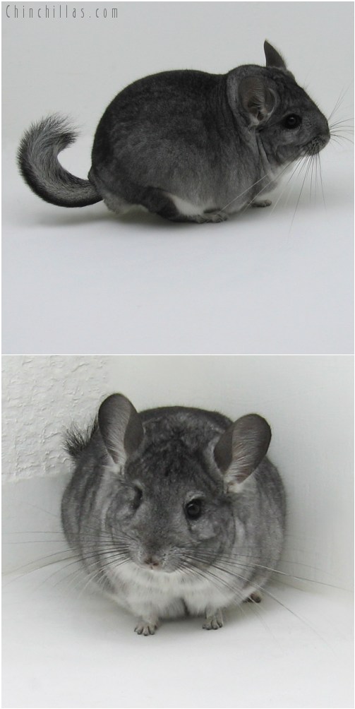 9070 Large Show Quality Standard ( Violet Carrier ) Male Chinchilla