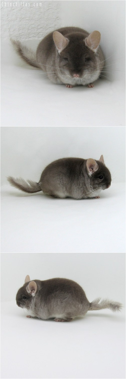 9086 Brevi type Show Quality TOV Beige Male Chinchilla