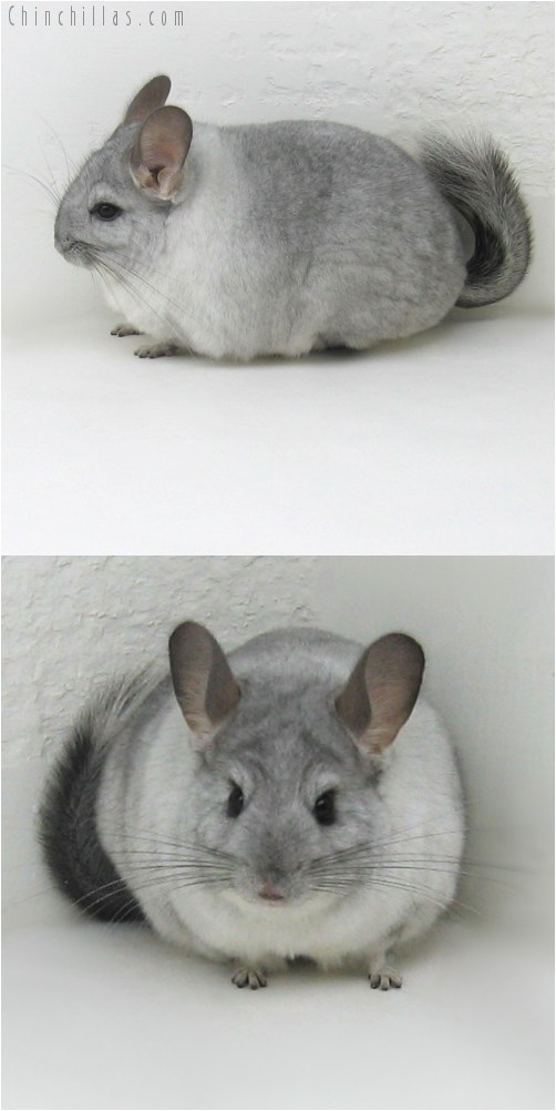 9091 Show Quality Silver Mosaic ( Sapphire Carrier ) Female Chinchilla