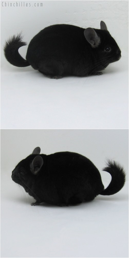 9097 Show Quality Ebony ( Sapphire Carrier ) Male Chinchilla