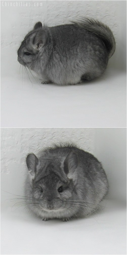 9103 Standard Royal Persian Angora Female Chinchilla