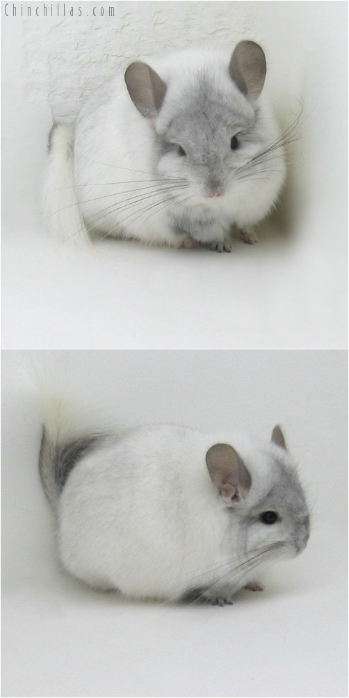 9088 White Mosaic Royal Persian Angora Male Chinchilla