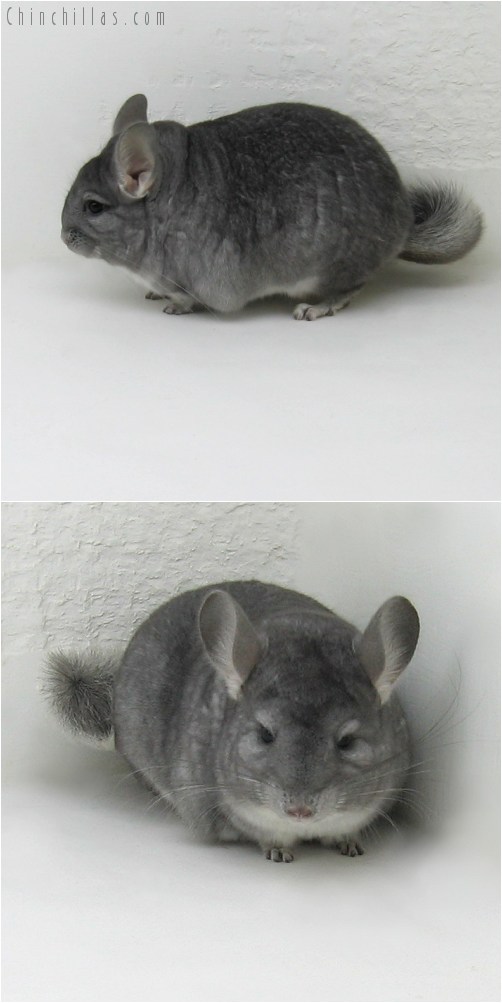 9080 Show Quality Sapphire Female Chinchilla