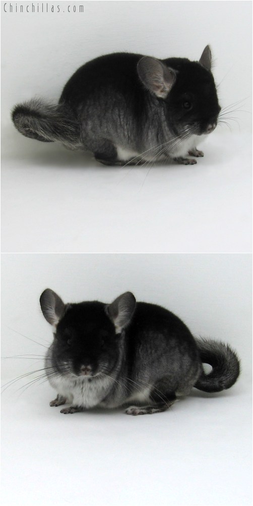 9077 Black Velvet ( Sapphire Carrier ) Male Chinchilla