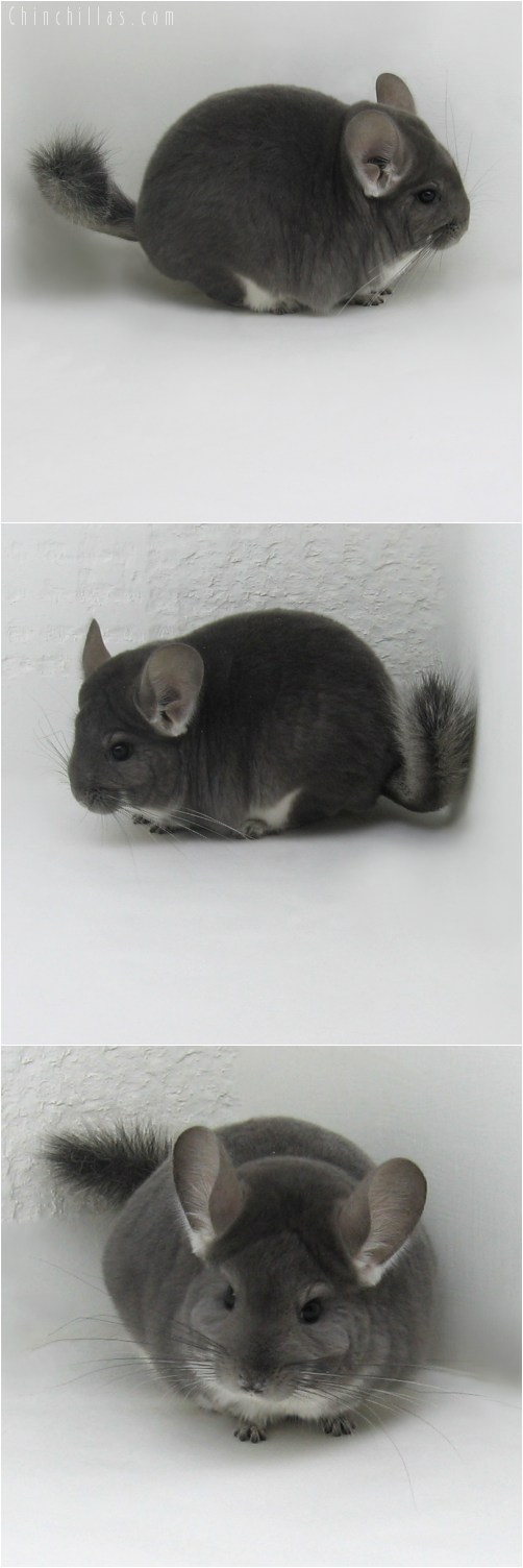 9095 Show Quality Violet Female Chinchilla