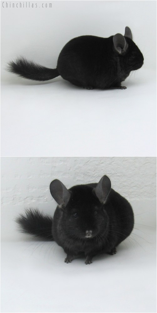 9099 Show Quality Ebony Female Chinchilla