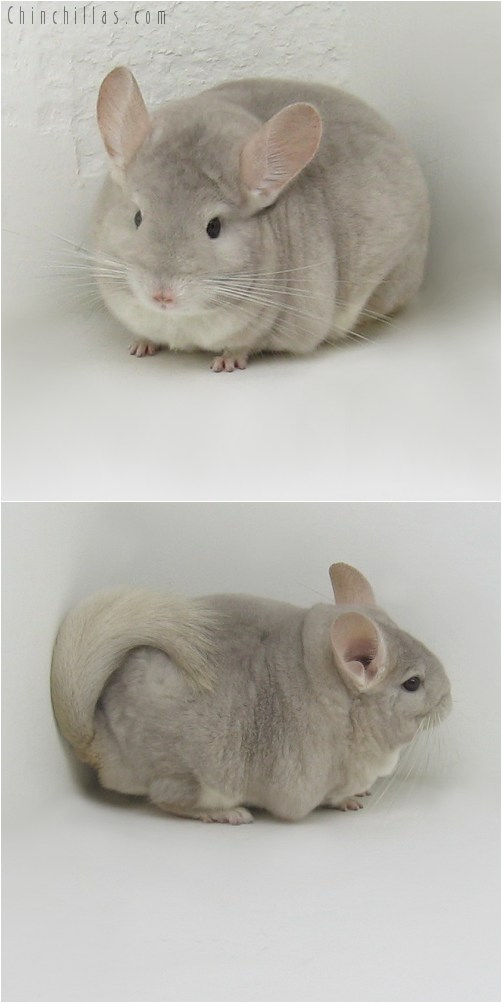 9102 Large Beige/Violet Female Chinchilla