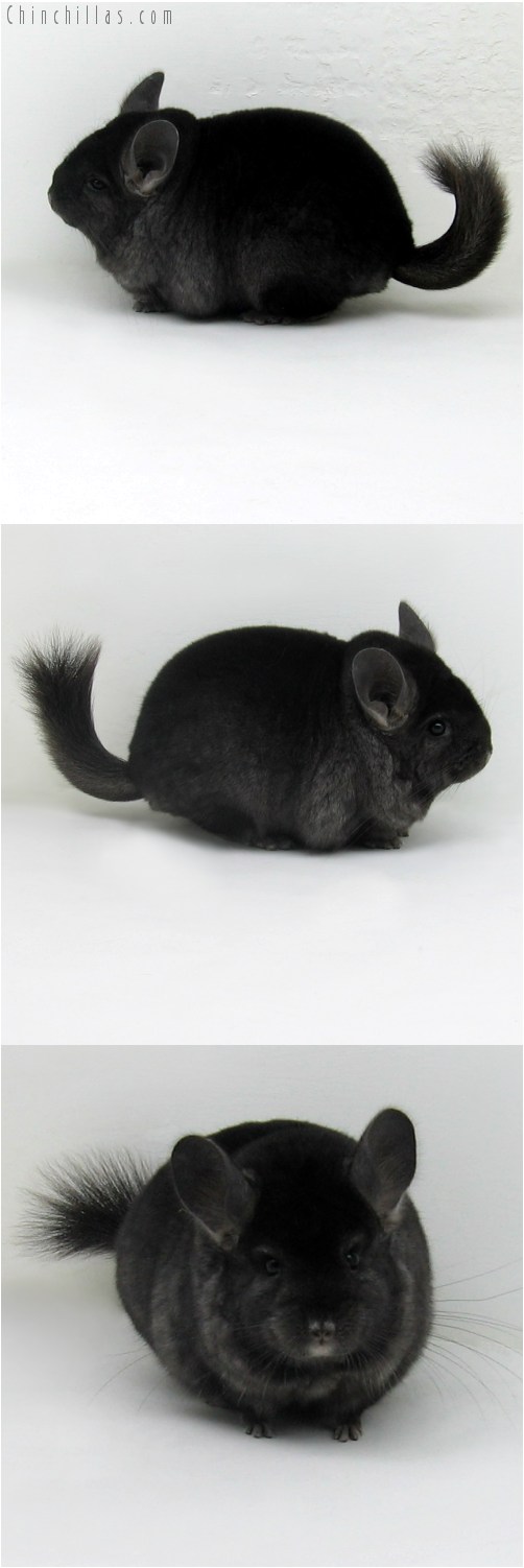 9107 Premium Production Quality Ebony Female Chinchilla