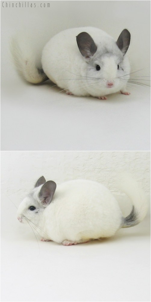 9101 Show Quality White Mosaic Female Chinchilla