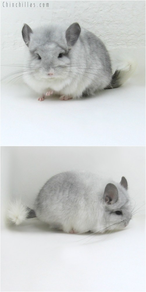 11002 White Mosaic Royal Persian Angora Male Chinchilla