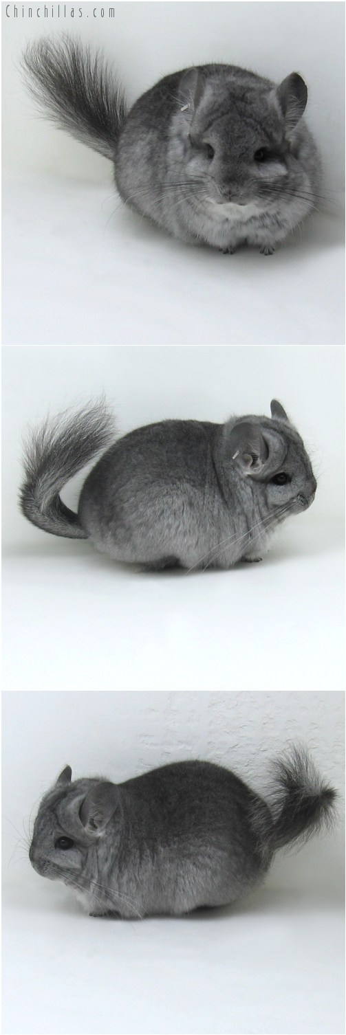 9092 Standard Royal Persian Angora Female Chinchilla