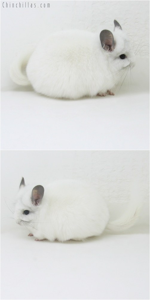 9104 Exceptional White Royal Persian Angora Female Chinchilla