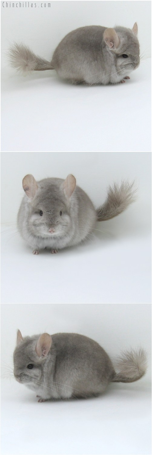 10005 Exceptional Beige Royal Persian Angora Male Chinchilla