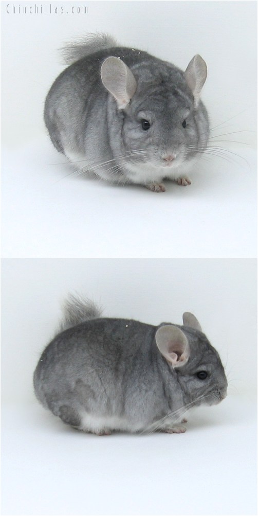 11001 Show Quality Sapphire Male Chinchilla