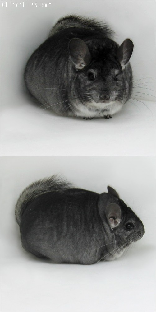 9110 Extra Large Herd Improvement Quality Standard Male Chinchilla