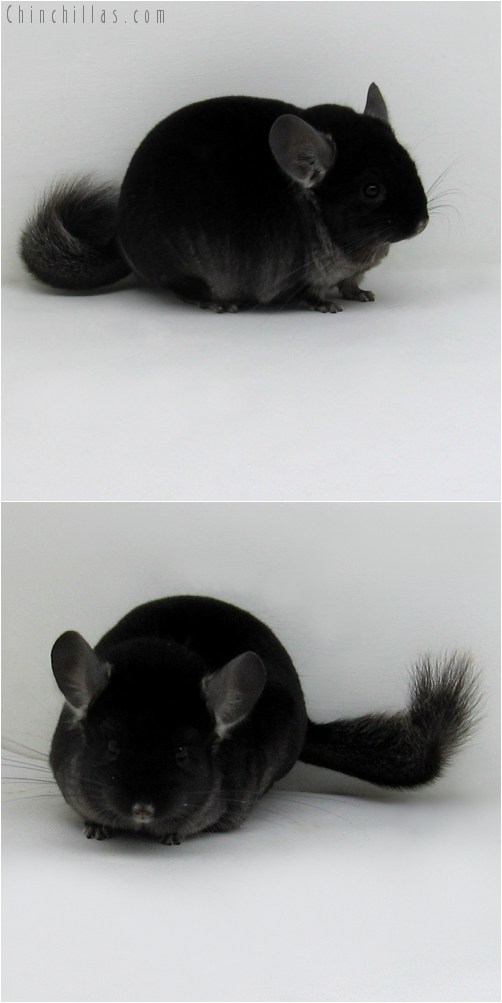 9062 Extra Large Show Quality TOV Ebony Male Chinchilla