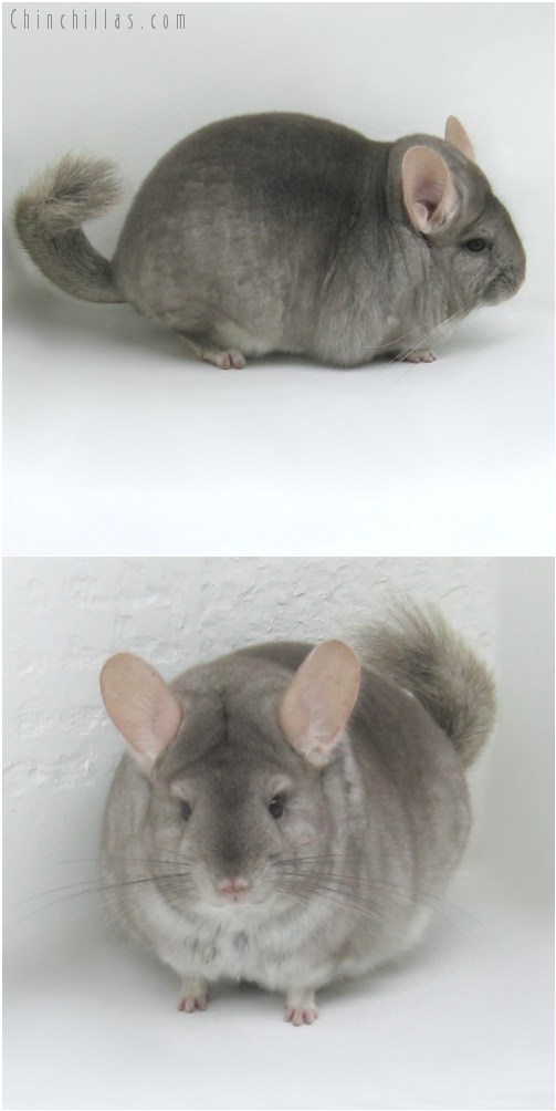 10010 Large Premium Production Quality Beige Female Chinchilla