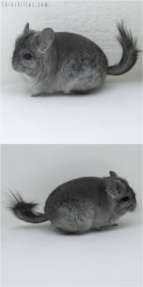 10008 Standard Royal Persian Angora Female Chinchilla