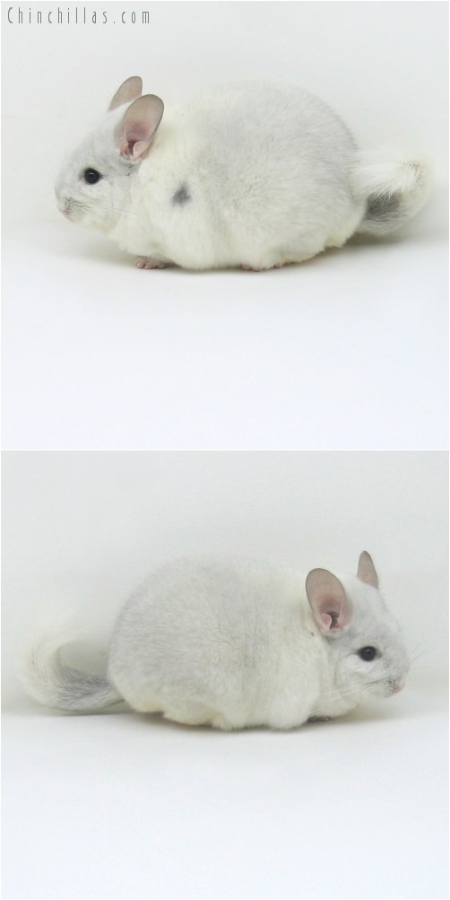 11003 Show Quality Sapphire and White Mosaic Male Chinchilla