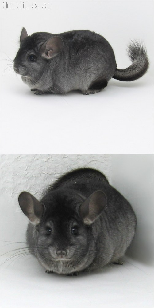 9108 Large Show Quality Ebony ( Violet Carrier ) Female Chinchilla