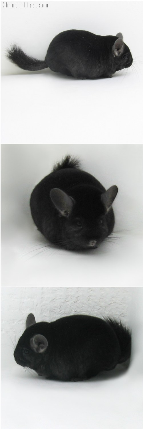 9109 Top Show Quality Ebony ( Violet Carrier ) Male Chinchilla
