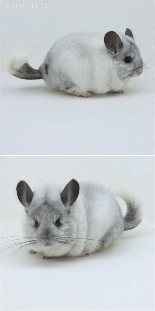 9085 Large Premium Production Quality Sapphire and White Mosaic Female Chinchilla