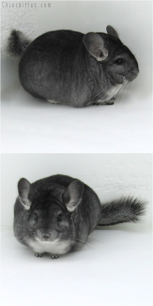 10021 Large Premium Production Quality Standard Female Chinchilla