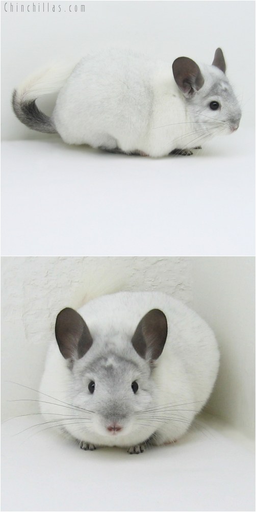 10018 Extra Large Premium Production Quality White Mosaic ( Ebony Carrier ) Female Chinchilla