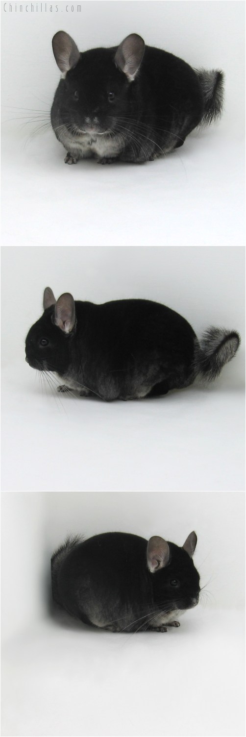 9112 Extra Large Show Quality Black Velvet ( Ebony Carrier ) Male Chinchilla