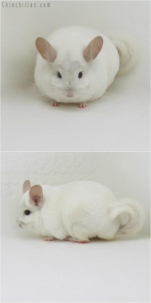 9069 Herd Improvement Quality Pink White Male Chinchilla