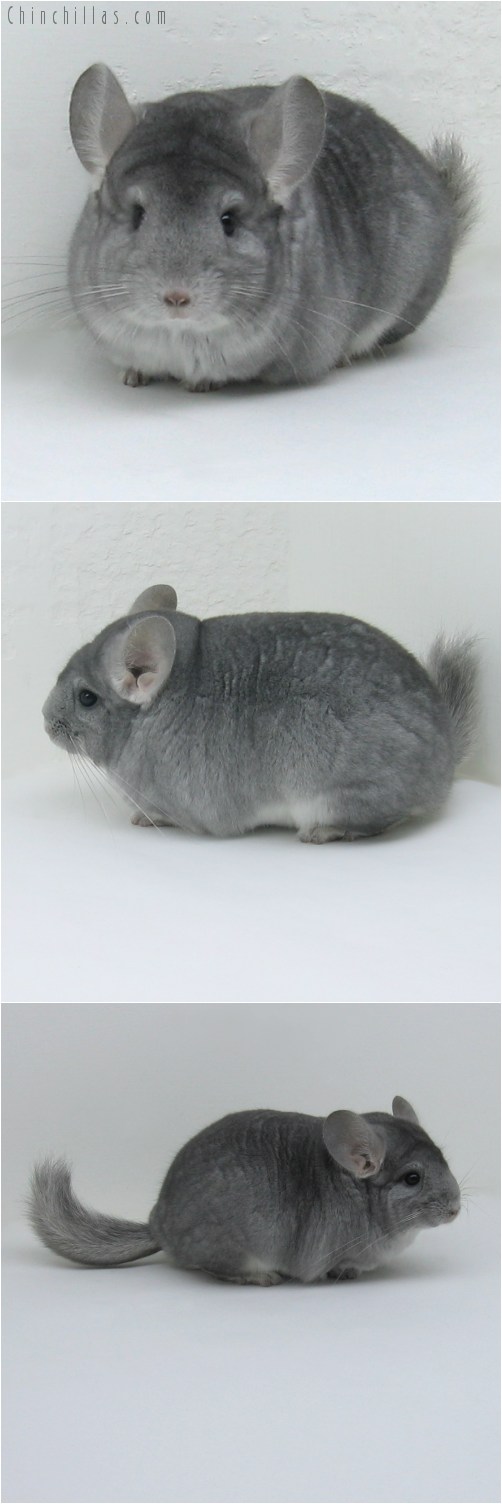 10015 Show Quality Sapphire Female Chinchilla