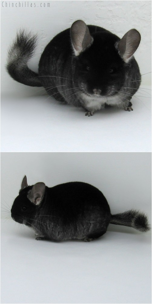 10023 Large Herd Improvement Quality Black Velvet Male Chinchilla