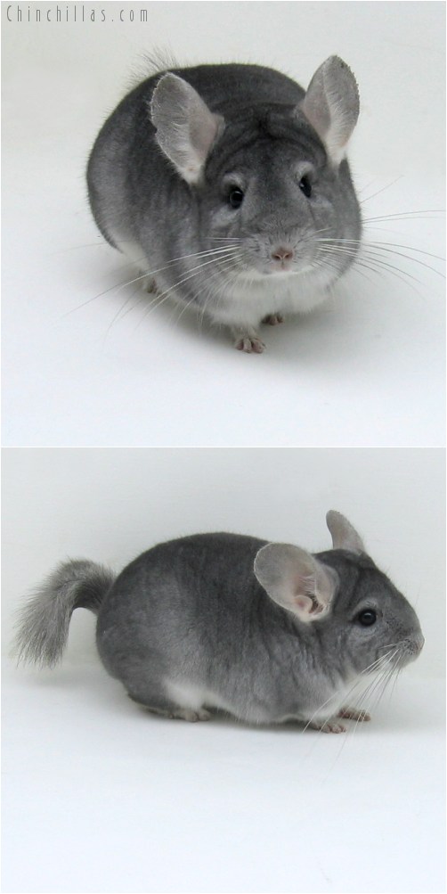 10034 Show Quality Sapphire Female Chinchilla