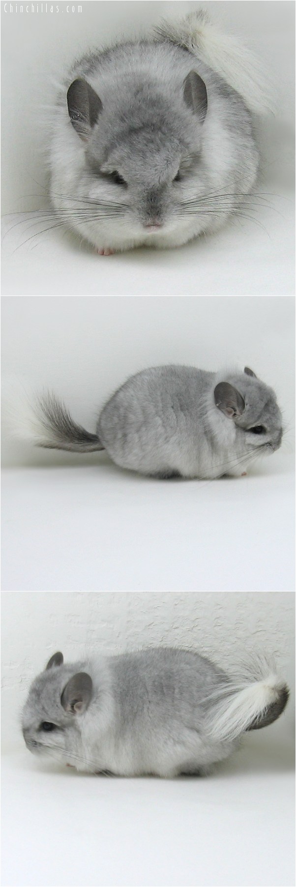 10041 Exceptional White Mosaic Royal Persian Angora Male Chinchilla