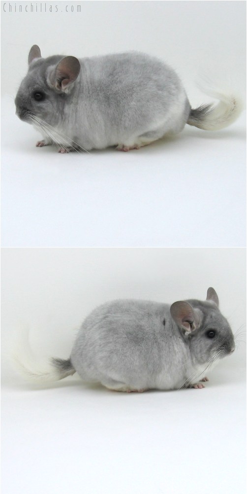 10042 Large Herd Improvement Quality TOV Violet & White Mosaic Male Chinchilla