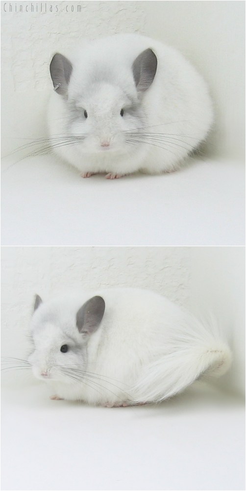 10043 Exceptional White Mosaic Royal Persian Angora Male Chinchilla