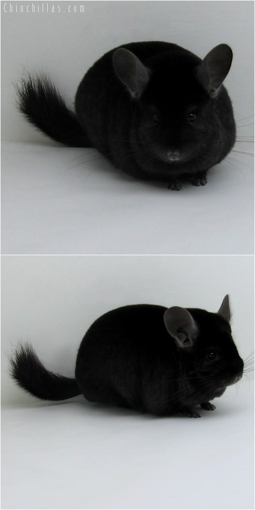 10045 Premium Production Quality Ebony Female Chinchilla