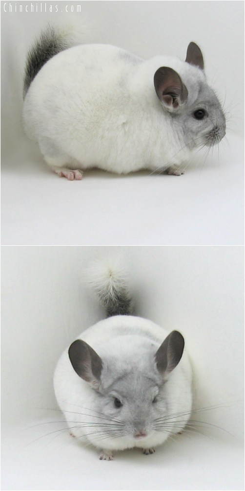 10040 Large Herd Improvement Quality White Mosaic Male Chinchilla