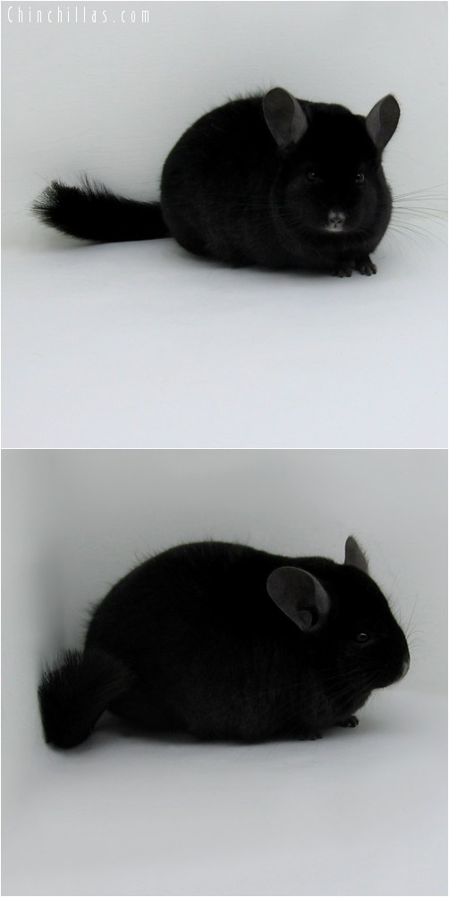 10049 Large Premium Production Quality Ebony Female Chinchilla