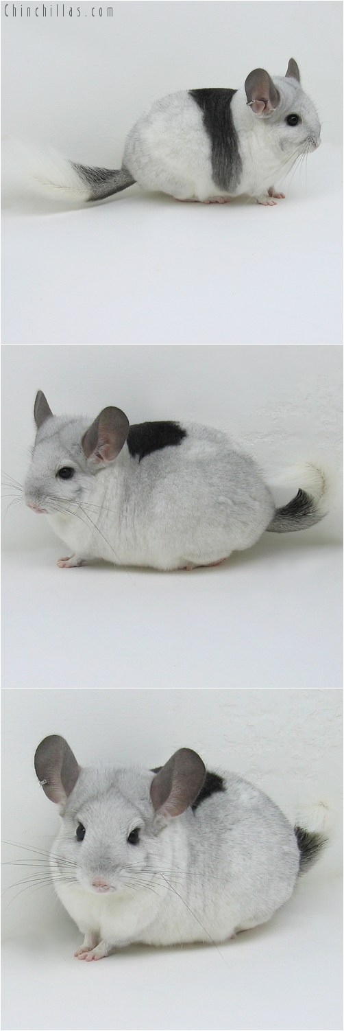 10048 Large Extreme White Mosaic ( Royal Persian Angora Carrier ) Female Chinchilla