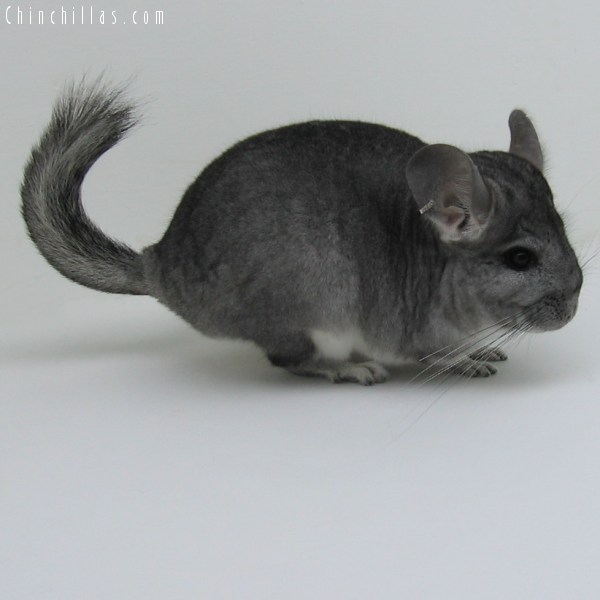 10047 Large Standard ( Royal Persian Angora Carrier ) Female Chinchilla