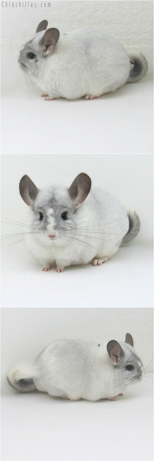 10053 Large Blocky Premium Production Quality White Mosaic Female Chinchilla