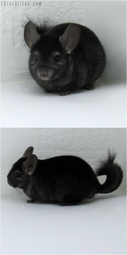 10055 Ebony ( Curly Carrier ) Male Chinchilla